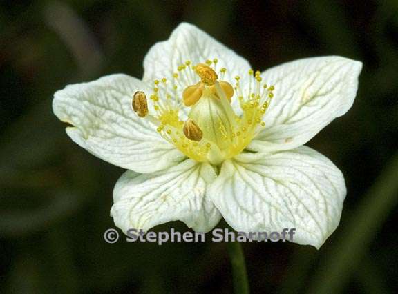 parnassia palustris 5 graphic